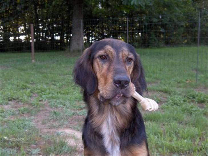 Blanding af racer Luna billede 12