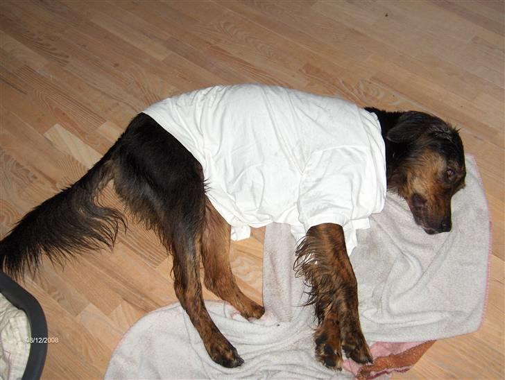 Blanding af racer Luna - Altså...bare fordi jeg er våd og fryser skal jeg da ikke have tøj på.  billede 13