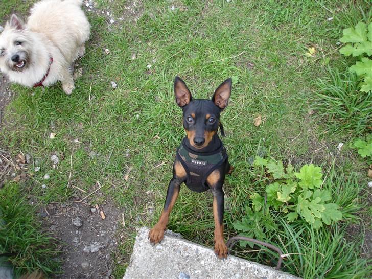 Dvaergpinscher Aladin - Aladin og hans veninde Hirse i baggrunden..  billede 1