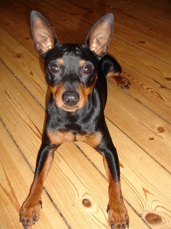 Dvaergpinscher Aladin billede 2
