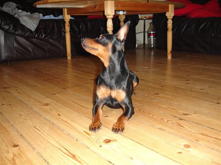 Dvaergpinscher Aladin billede 3