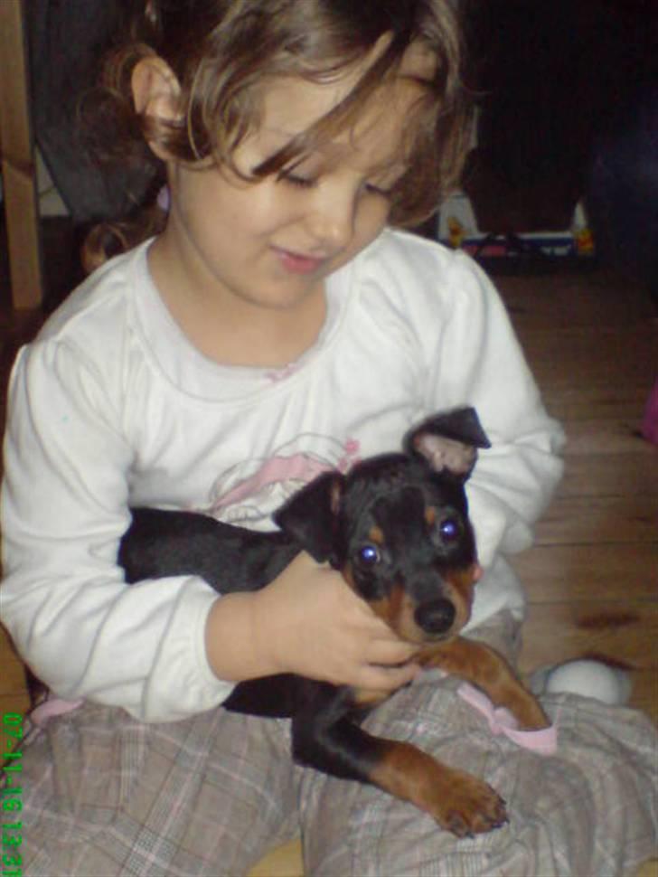 Dvaergpinscher Aladin - Mens man stadig var lille og uskyldig.. billede 4