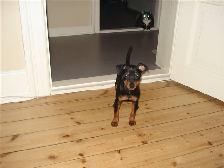 Dvaergpinscher Aladin - De vokser så hurtigt.. billede 5