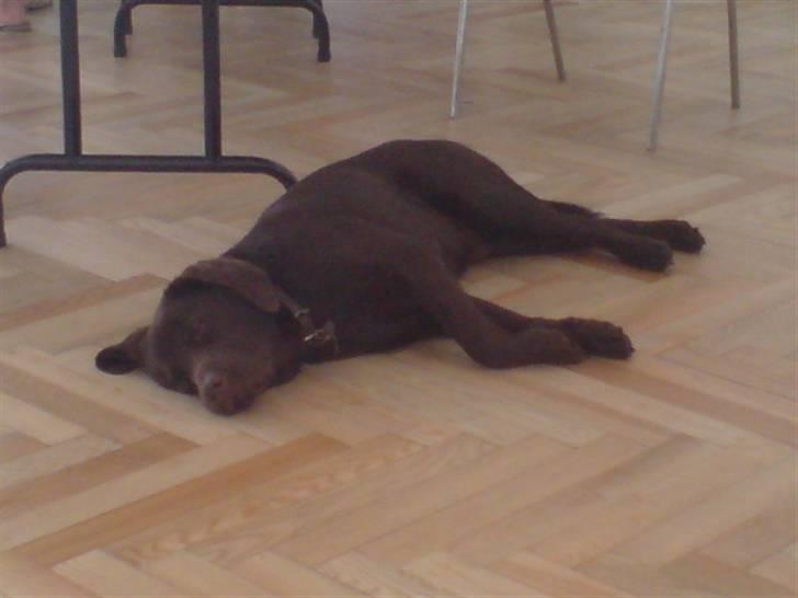 Labrador retriever - Tayson.   billede 14