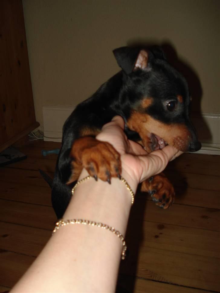 Dvaergpinscher Aladin billede 6