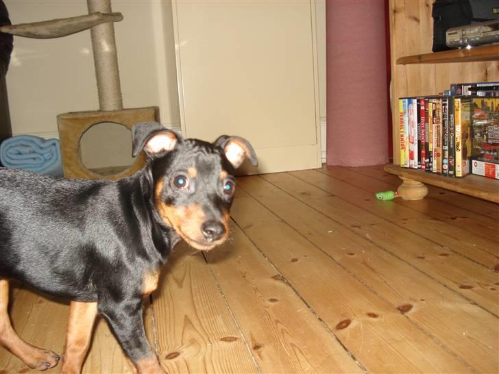 Dvaergpinscher Aladin billede 7