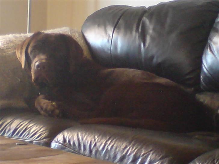 Labrador retriever - Tayson.   billede 17