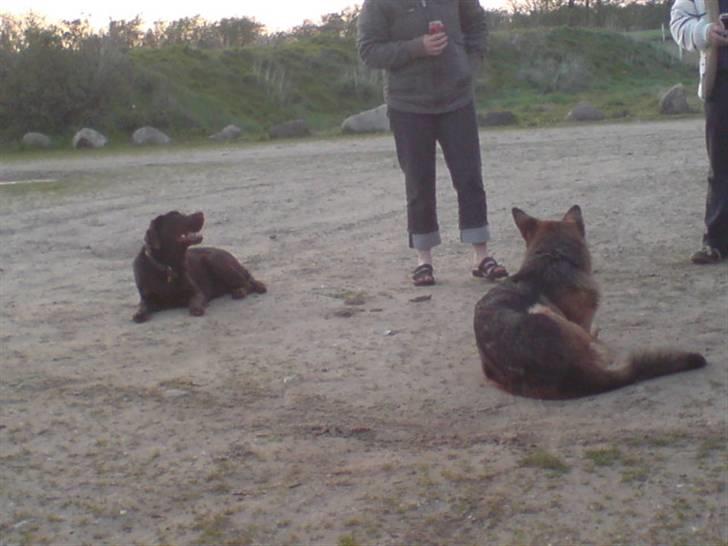 Labrador retriever - Tayson.   - hihi bemmer, hvor er vi fine (: billede 18