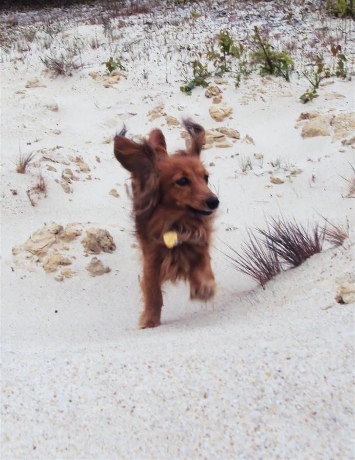 Miniature gravhund Michell - Michell ved grusgraven. De kommer en gang imellem der over for at blive luftet, da den ligger lige på den anden side af vejen og så kommer de også i en anden skov, så det ikke hele tiden er den samme skov. :) billede 15