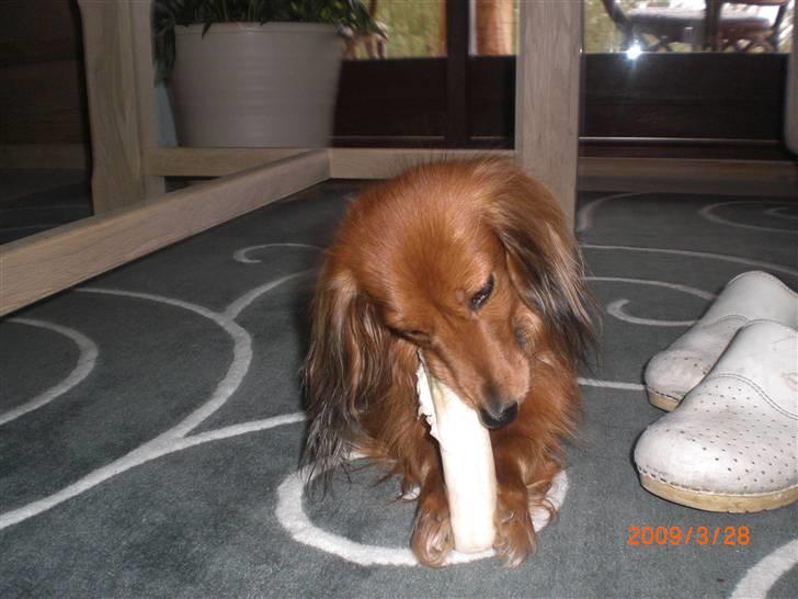 Miniature gravhund Michell billede 16