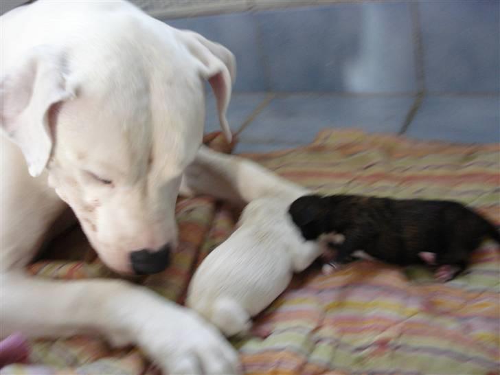 Amerikansk bulldog R.I.P Snow billede 10