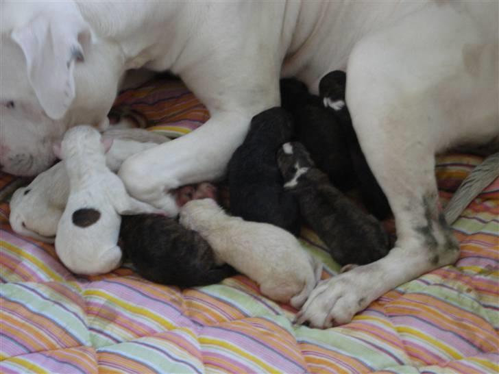 Amerikansk bulldog R.I.P Snow billede 11