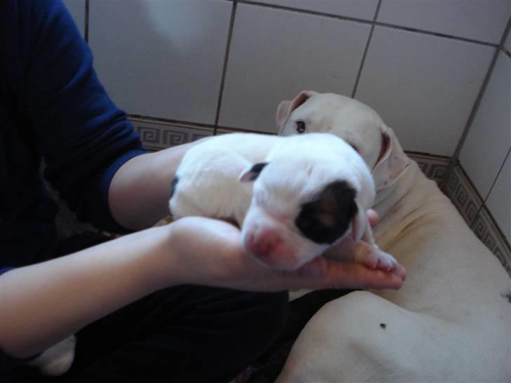 Amerikansk bulldog R.I.P Snow billede 12