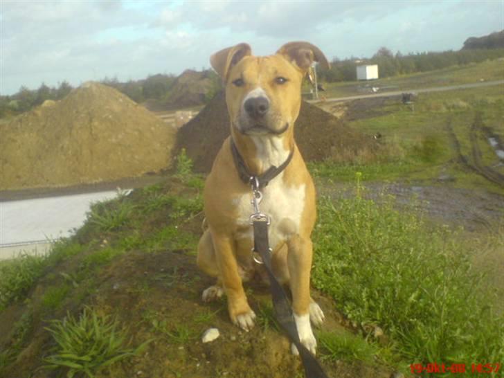 Amerikansk staffordshire terrier Sita billede 8