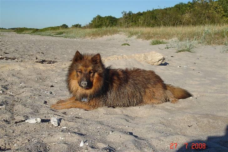 Blanding af racer Mikkel - Sandhund! Mikkel august 2008 billede 19