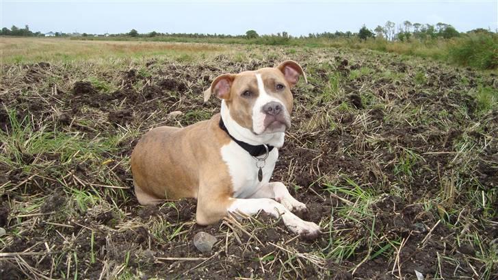 Amerikansk staffordshire terrier Jeff Montana billede 1