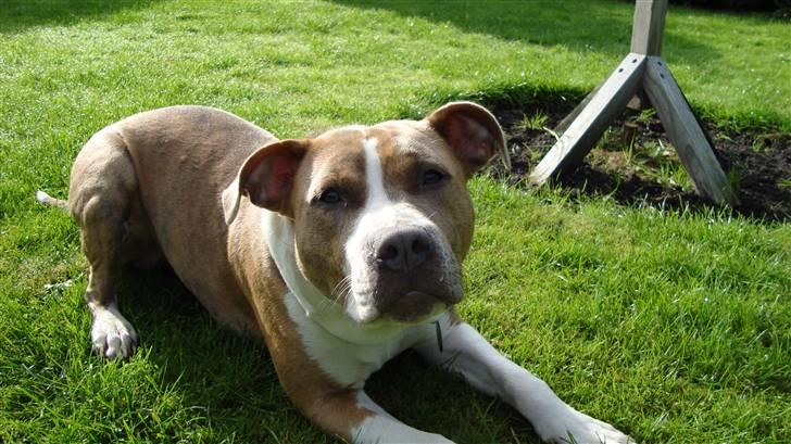 Amerikansk staffordshire terrier Jeff Montana billede 2