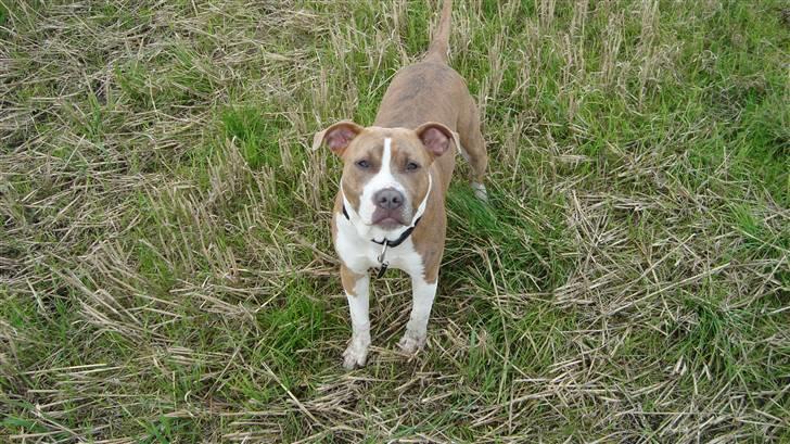 Amerikansk staffordshire terrier Jeff Montana billede 3