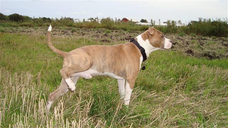 Amerikansk staffordshire terrier Jeff Montana billede 4