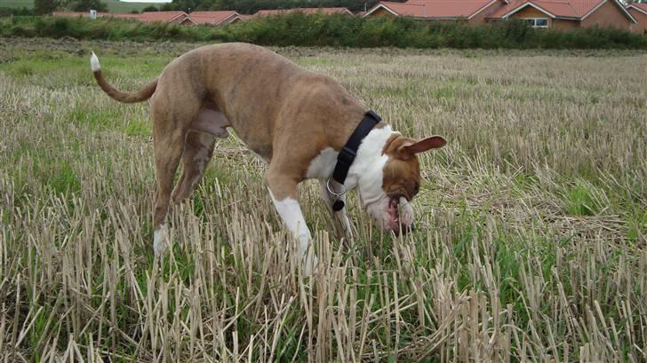 Amerikansk staffordshire terrier Jeff Montana billede 5