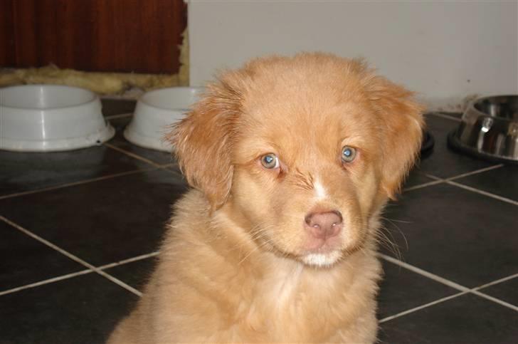 Nova scotia duck tolling retriever Zica billede 1
