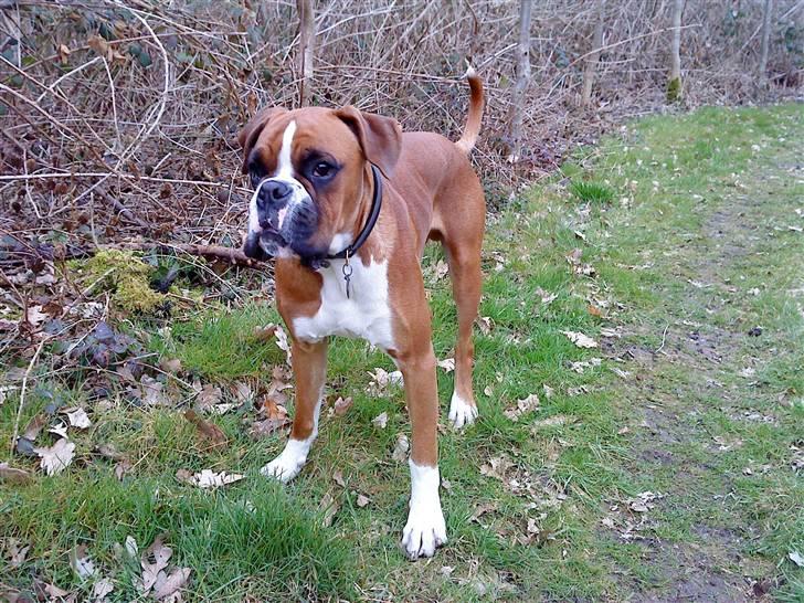 Boxer Mezzobox Bertil Ludvig billede 8