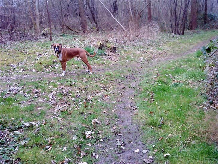 Boxer Mezzobox Bertil Ludvig billede 9
