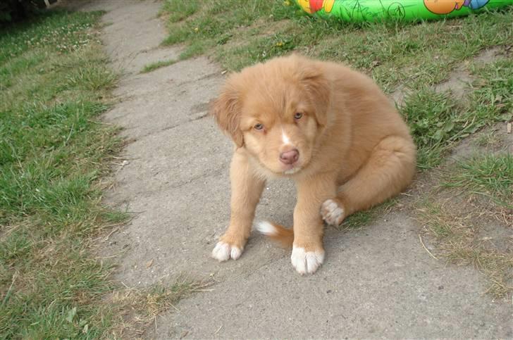 Nova scotia duck tolling retriever Zica - Uhh det klør :) billede 3