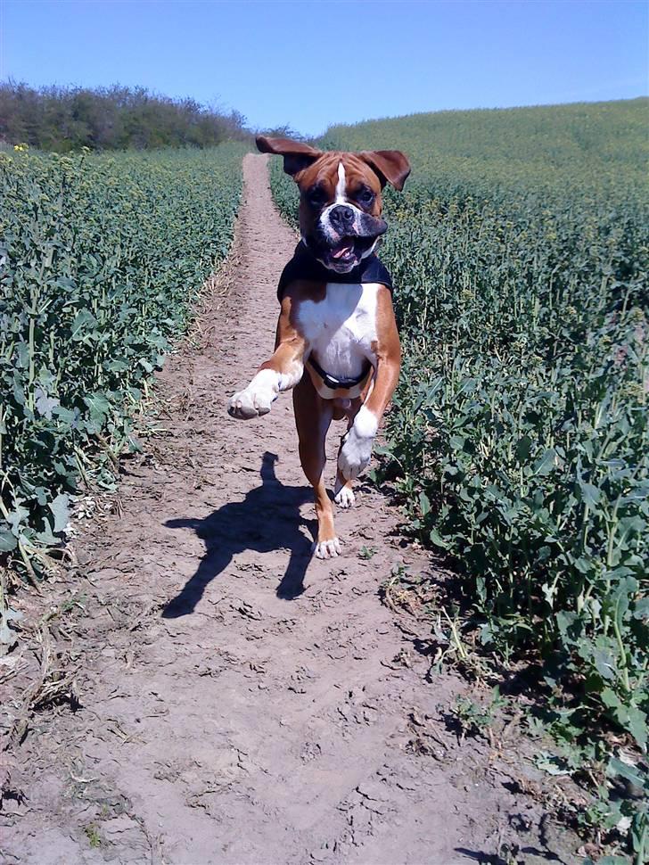 Boxer Mezzobox Bertil Ludvig billede 10