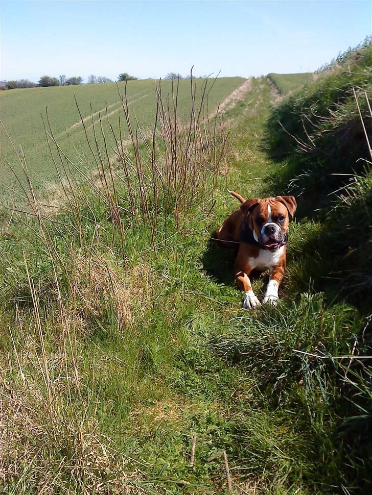 Boxer Mezzobox Bertil Ludvig billede 11