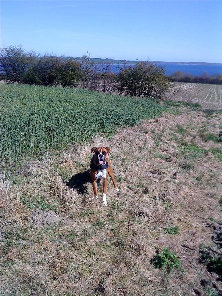 Boxer Mezzobox Bertil Ludvig billede 12