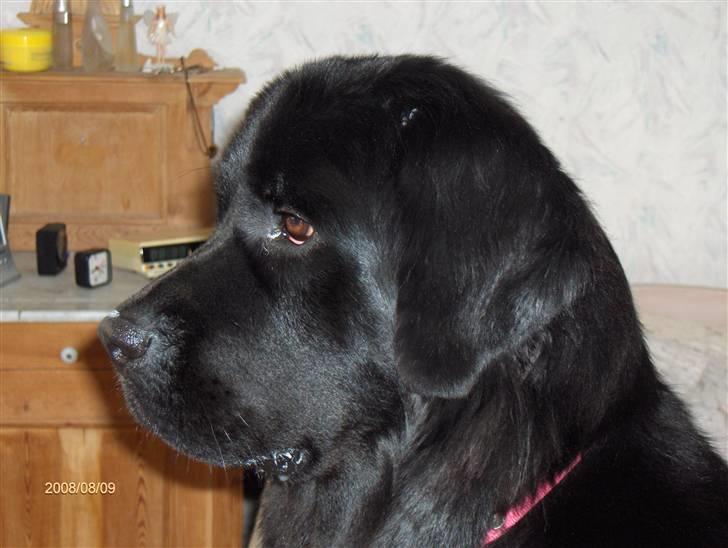 Newfoundlænder Cassie billede 7