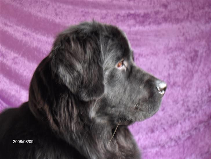 Newfoundlænder Cassie billede 8