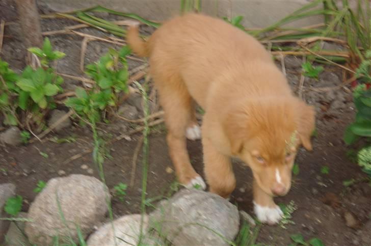 Nova scotia duck tolling retriever Zica billede 8