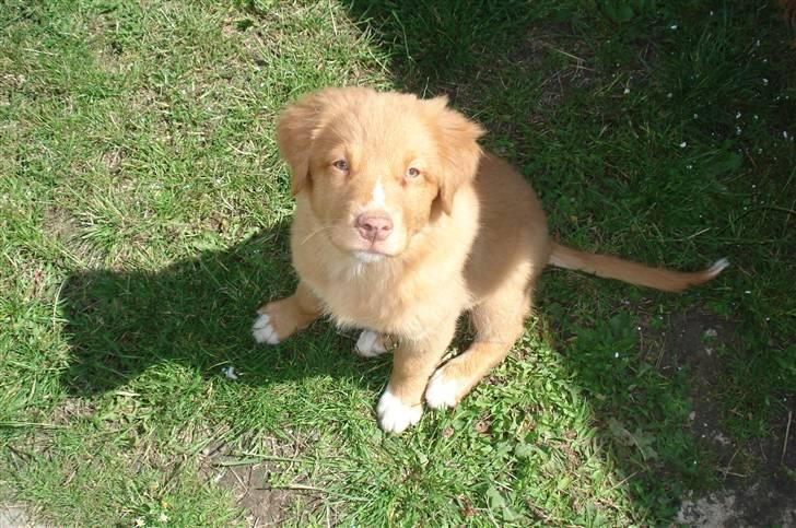 Nova scotia duck tolling retriever Zica billede 9