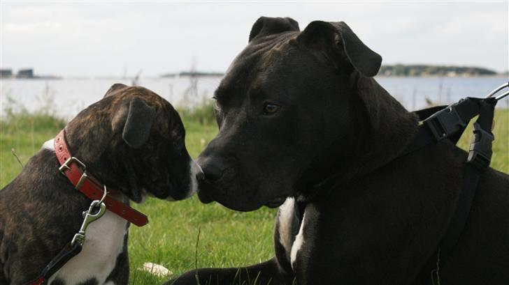 Amerikansk staffordshire terrier Nala - Rex og Nala :) billede 7