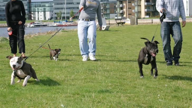 Amerikansk staffordshire terrier Nala - Nala, Rex og Balto i strandparken :) billede 8