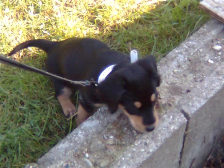 Blanding af racer Muffi - Hehe Hun var på vej ned i vores kompost.  billede 2