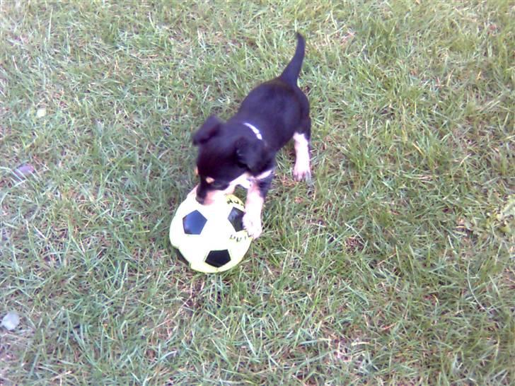 Blanding af racer Muffi - <3 billede 3