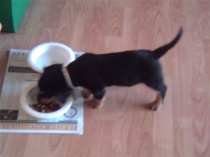 Blanding af racer Muffi - Ahh, Mad (: billede 4