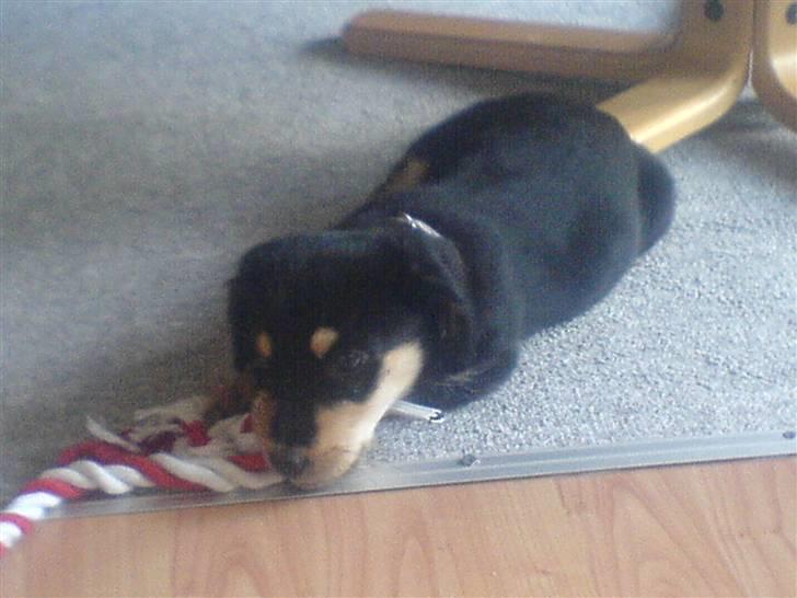 Blanding af racer Muffi - Så sød <3 billede 5