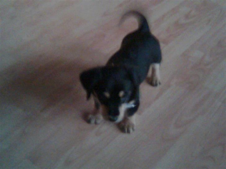 Blanding af racer Muffi - <3 billede 6