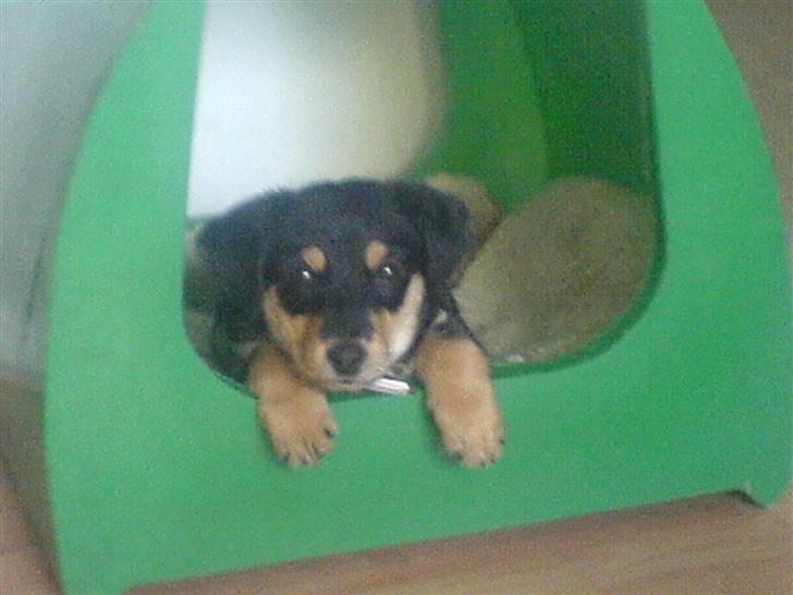 Blanding af racer Muffi - Jeg lægger og putter. billede 7