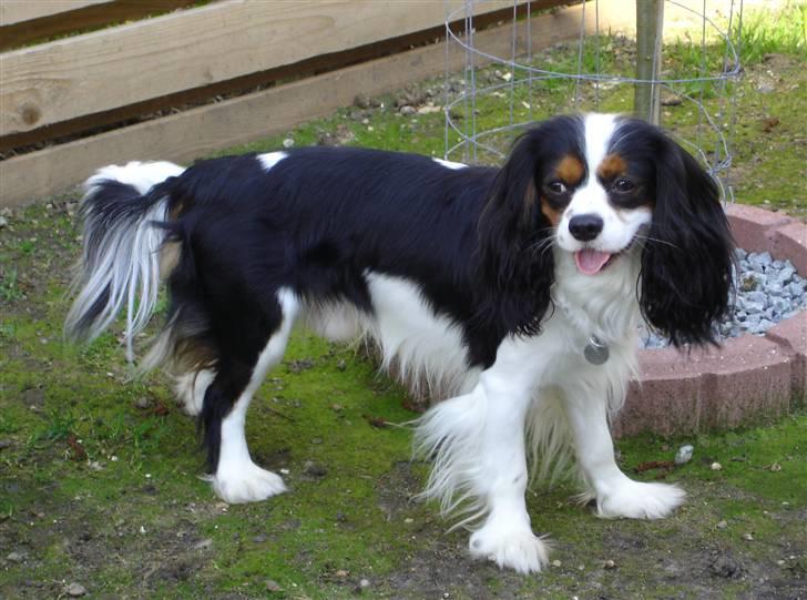 Cavalier king charles spaniel Bamse - Bamse i hel figur billede 4