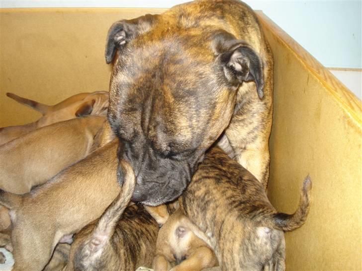 Boerboel Boelsplaas Zeus - 01-03-08. Min Mor, Anasha Peggy Sue. Min Mor er en flot og kærlig hun hund, som har taget os af os alle i gennem vores hvalpe tid. billede 2