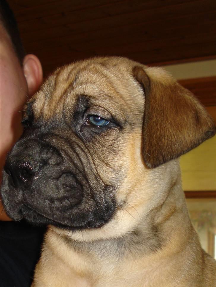 Boerboel Boelsplaas Zeus - 16-03-08. Så er jeg valgt, og mit navn er Boelsplass Zeus. billede 3