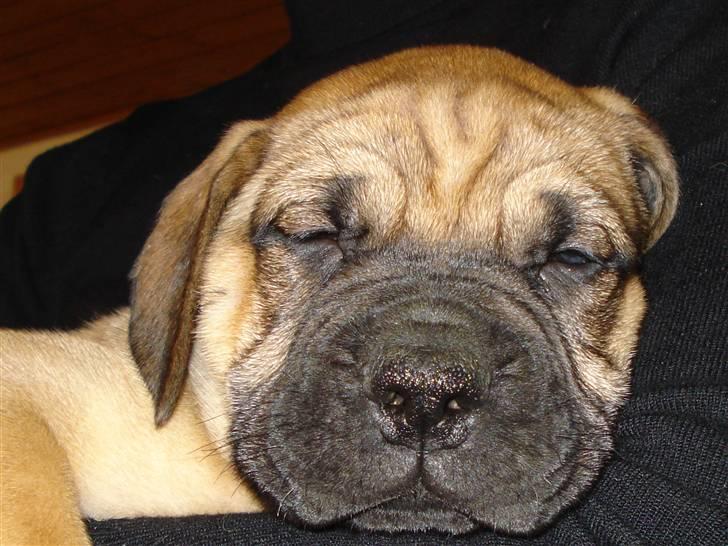 Boerboel Boelsplaas Zeus - 16-03-08. Jeg får mig lige en slapper på min snart nye kommende ejer. billede 4