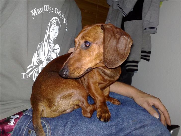 Gravhund Lui - Lui, lige ankommet til sit nye hjem, det 6 i en alder af kun 7mdr, og han er kommet for at blive billede 1