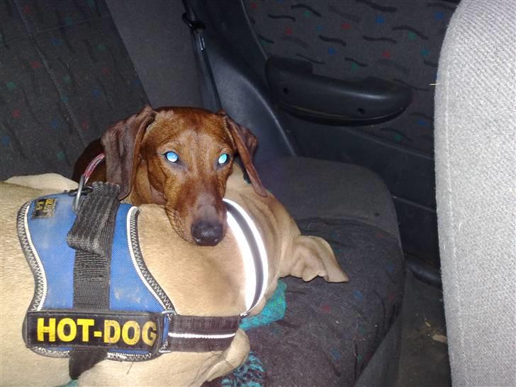 Gravhund Lui - Lui & hans nye storesøster amstaff´en Gucci billede 2