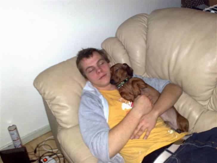 Gravhund Lui - Lui putter med Andreas billede 3